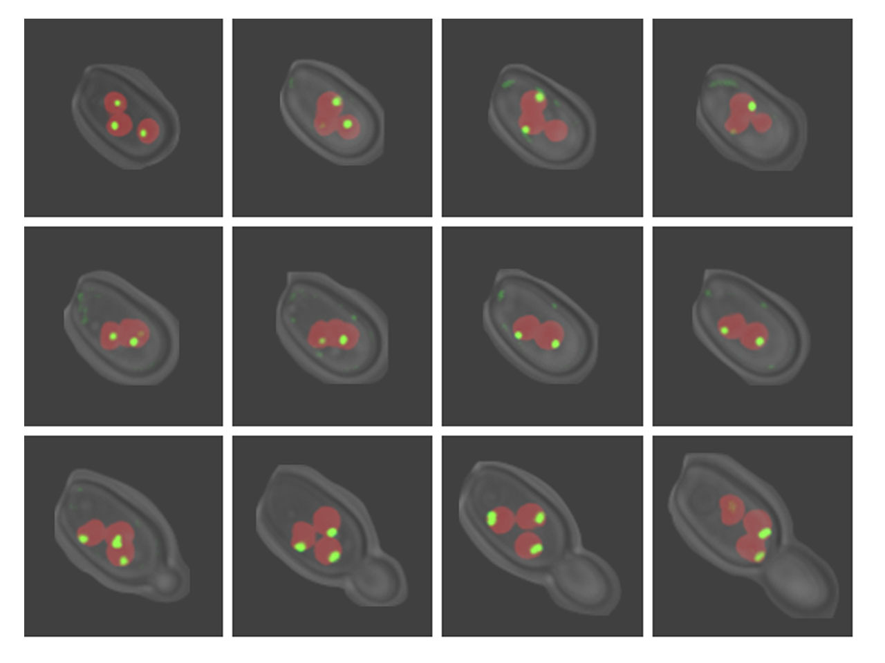 Cas5 Couples Stress Responses, Drug Resistance and Cell Cycle Regulation in Fungal Pathogens 